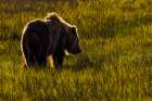 Alaskan brown bear silhouetted in meadow grasses, Lake Clark National Park and Preserve, Alaska. Art Print